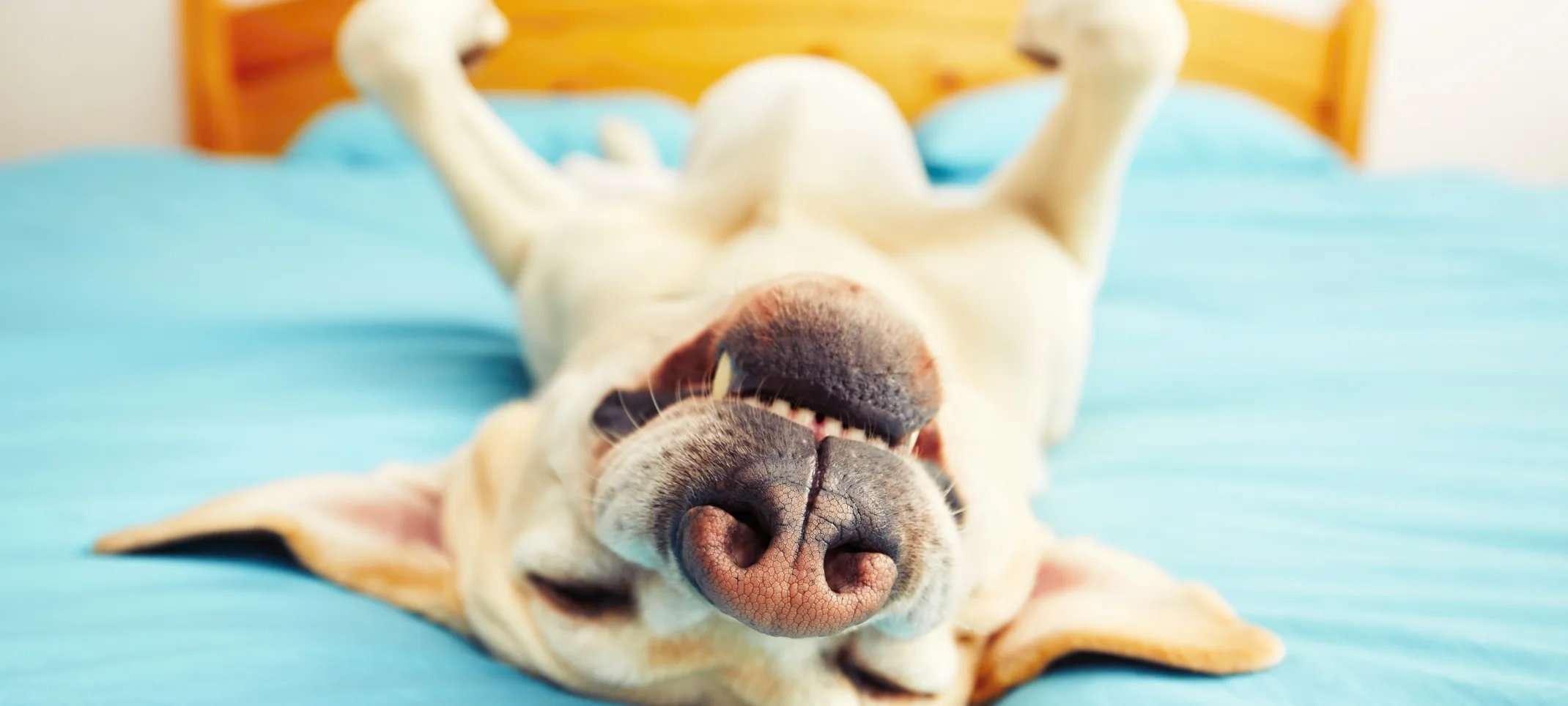 Dog lying upside down on bed